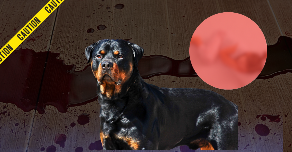 “Tragedia en una Mansión de California: Dos Rottweilers Acaban con la Vida de una Niña de 5 Años”